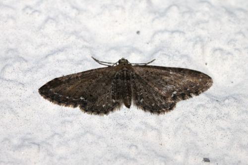 Réf. 281 632 : Eupithecia vulgata